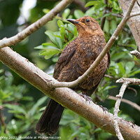 Buy canvas prints of Female Blackbird in the Woods by colin chalkley