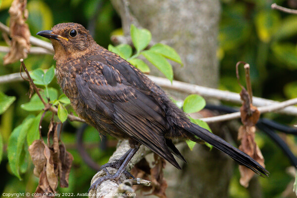 Female Blackbird  - Perched Picture Board by colin chalkley