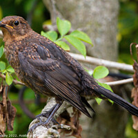 Buy canvas prints of Female Blackbird  - Perched by colin chalkley