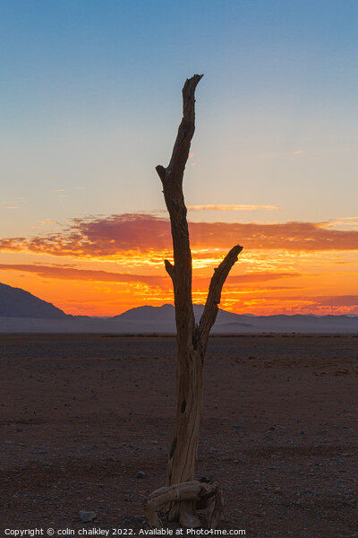 Namib Desert at Sunset Picture Board by colin chalkley