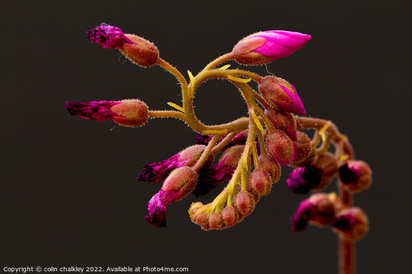 Cape Sundew Flower Buds Picture Board by colin chalkley