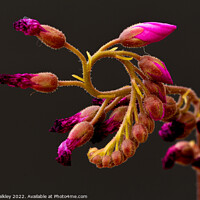 Buy canvas prints of Cape Sundew Flower Buds by colin chalkley