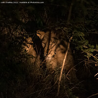Buy canvas prints of Lioness under searchlight in South African bush by colin chalkley
