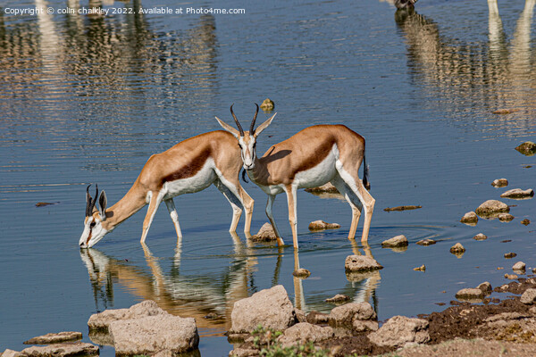 A pair of Springbok keeping cool in the Etosha Nat Picture Board by colin chalkley