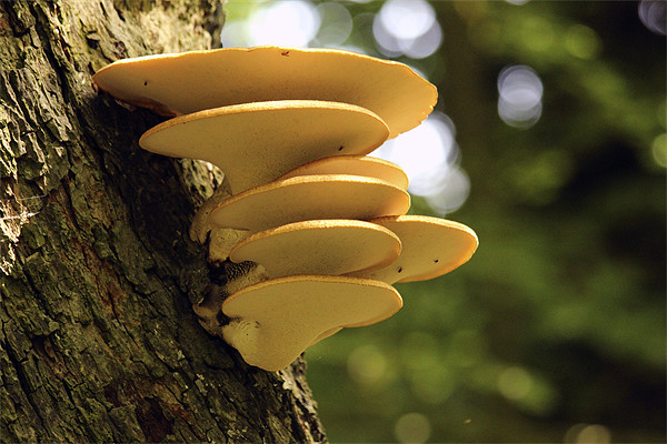 Yellow Tree Fungi Picture Board by colin chalkley