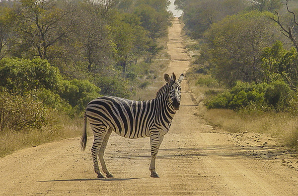Zebra Crossing Picture Board by colin chalkley