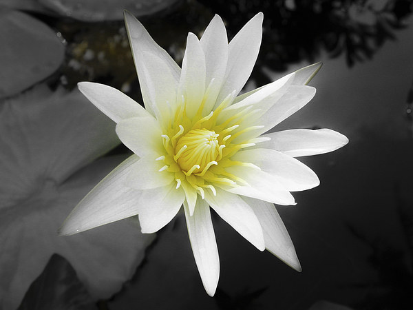 Water Lily in Koh Samui Picture Board by colin chalkley