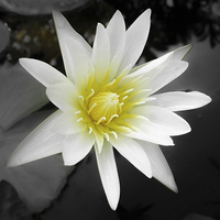 Buy canvas prints of Water Lily in Koh Samui by colin chalkley