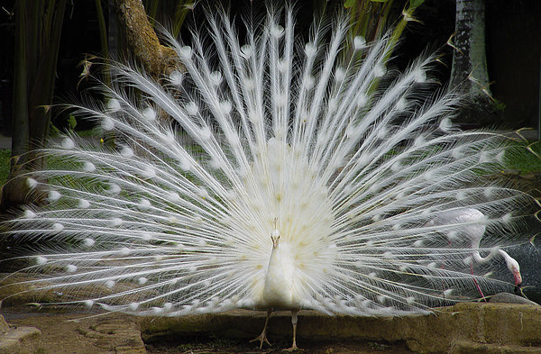 Singapore White Peacock Picture Board by colin chalkley