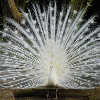 Buy canvas prints of Singapore White Peacock by colin chalkley
