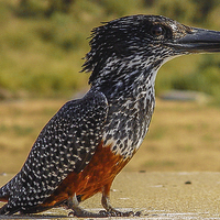 Buy canvas prints of Giant Kingfisher - South Africa by colin chalkley