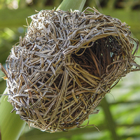 Buy canvas prints of The nest of a weaver bird - Mauritius by colin chalkley