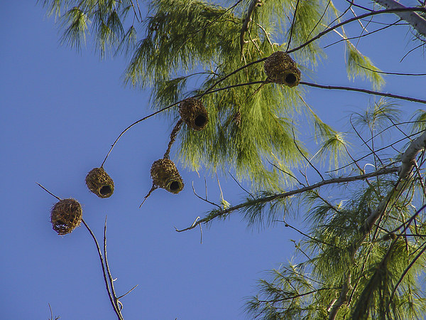 Collection of weaver bird nests Picture Board by colin chalkley