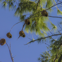 Buy canvas prints of Collection of weaver bird nests by colin chalkley
