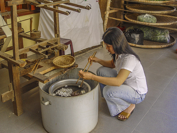 Making silk in Thailand Picture Board by colin chalkley