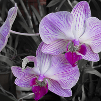 Buy canvas prints of Sri Lanka : Orchid by colin chalkley