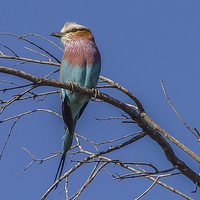 Buy canvas prints of Bird - South Africa by colin chalkley