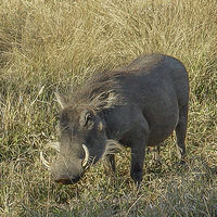 Buy canvas prints of Kruger National Park : Warthog by colin chalkley