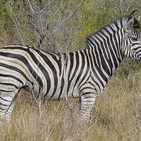 Buy canvas prints of Zebra in Kruger National Park by colin chalkley
