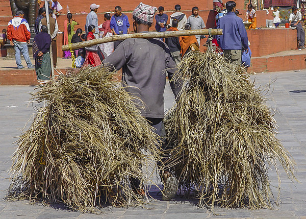 Carrying hay in Kathmandu Picture Board by colin chalkley