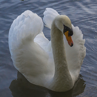 Buy canvas prints of Swan at Dinton Pastures in Winnersh by colin chalkley