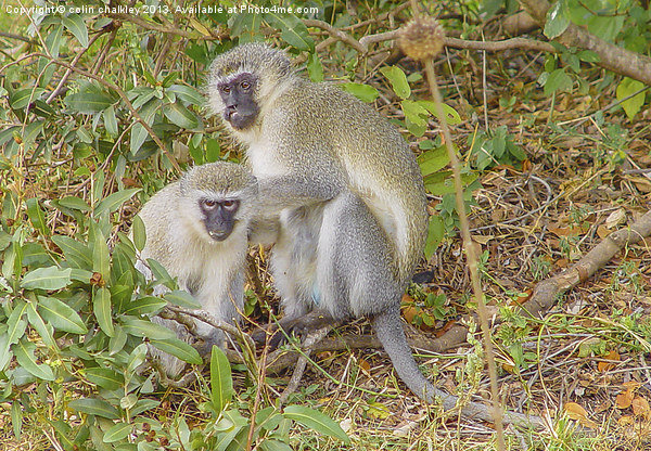 Vervet Monkey Business Picture Board by colin chalkley
