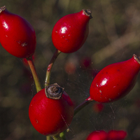 Buy canvas prints of Rose Hips by colin chalkley