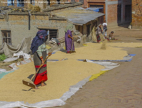 Drying grain in Kathmandu Picture Board by colin chalkley