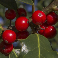 Buy canvas prints of Holly Tree Berries by colin chalkley