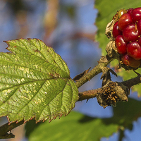 Buy canvas prints of An Unripe Blackberry by colin chalkley