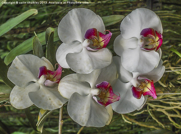 Orchid array in Chiang mai Picture Board by colin chalkley