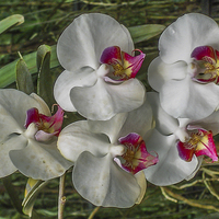 Buy canvas prints of Orchid array in Chiang mai by colin chalkley