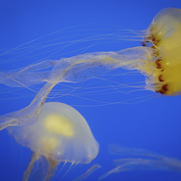 Buy canvas prints of Ethereal Jellyfish by colin chalkley