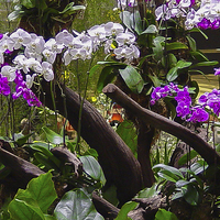 Buy canvas prints of Orchid Display in Changi Airport by colin chalkley