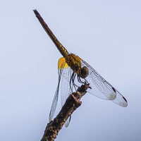 Buy canvas prints of Dragonfly by colin chalkley