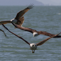 Buy canvas prints of Thailand Sea Eagles by colin chalkley