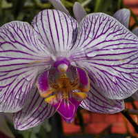 Buy canvas prints of Orchid by colin chalkley