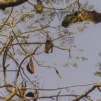 Buy canvas prints of Fruit Bats by colin chalkley