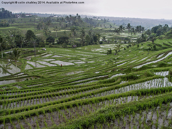 Rice terraces in Bali Picture Board by colin chalkley