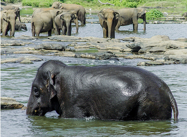 Sri Lankan Elephants Picture Board by colin chalkley