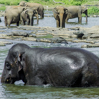 Buy canvas prints of Sri Lankan Elephants by colin chalkley