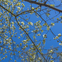 Buy canvas prints of Wild White Cherry against an azure sky by colin chalkley