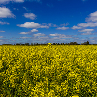 Buy canvas prints of Binfield Heath in Oxfordshire by colin chalkley