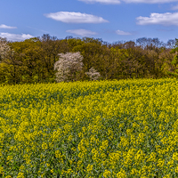 Buy canvas prints of Springtime in England by colin chalkley