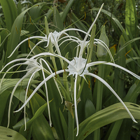 Buy canvas prints of Beach Spider Lily by colin chalkley