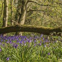 Buy canvas prints of Bluebells in Ambarrow Woods, Sandhurst by colin chalkley