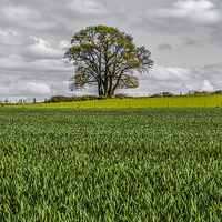 Buy canvas prints of The English Countryside by colin chalkley