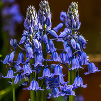 Buy canvas prints of Bluebell variety by colin chalkley
