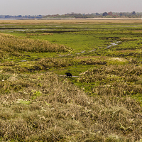 Buy canvas prints of Salt Marsh at West Wittering by colin chalkley