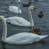Buy canvas prints of Swans at Caversham, River Thames, rainy by colin chalkley